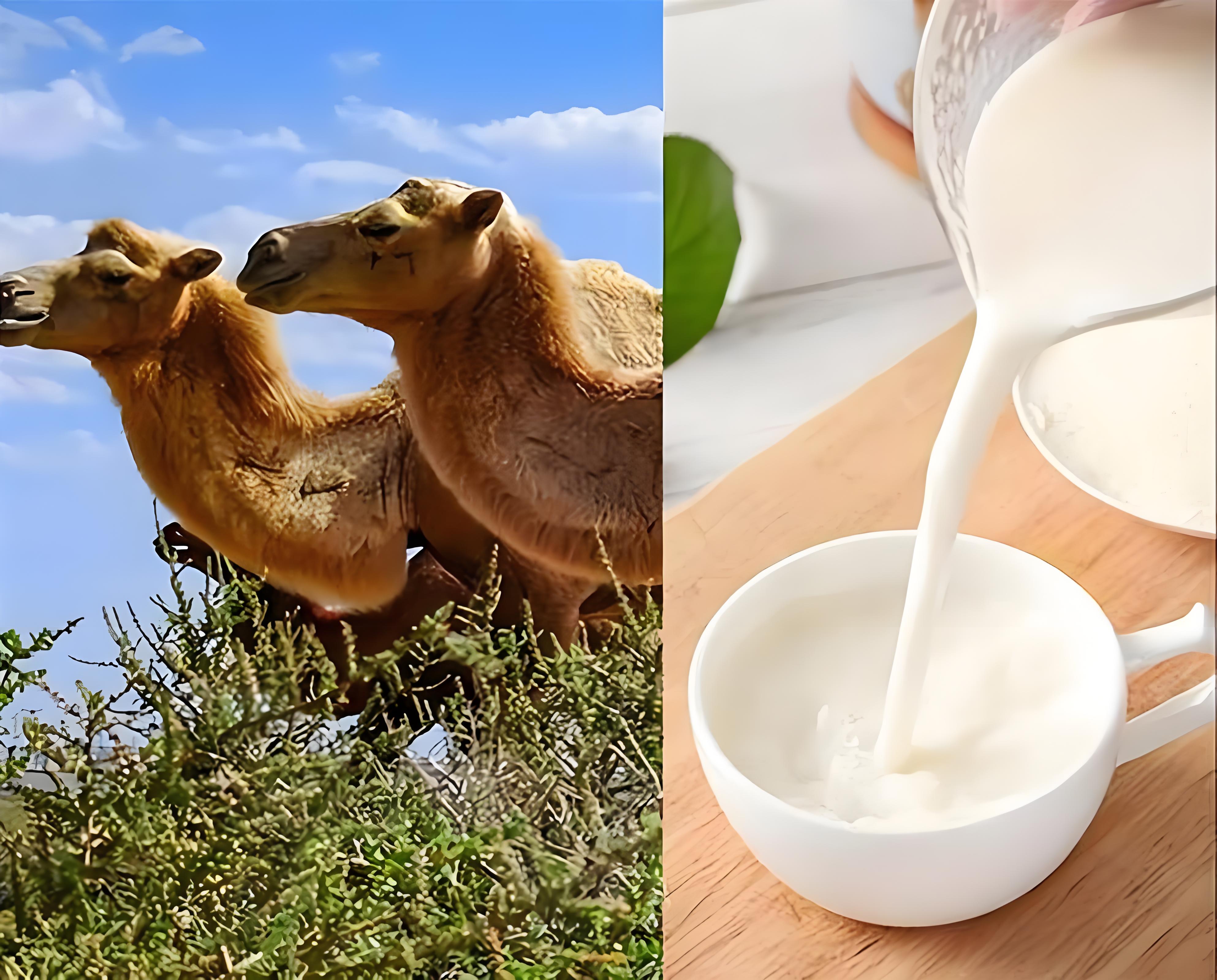 CA88����(�й���) - Ψһ�ٷ���վ